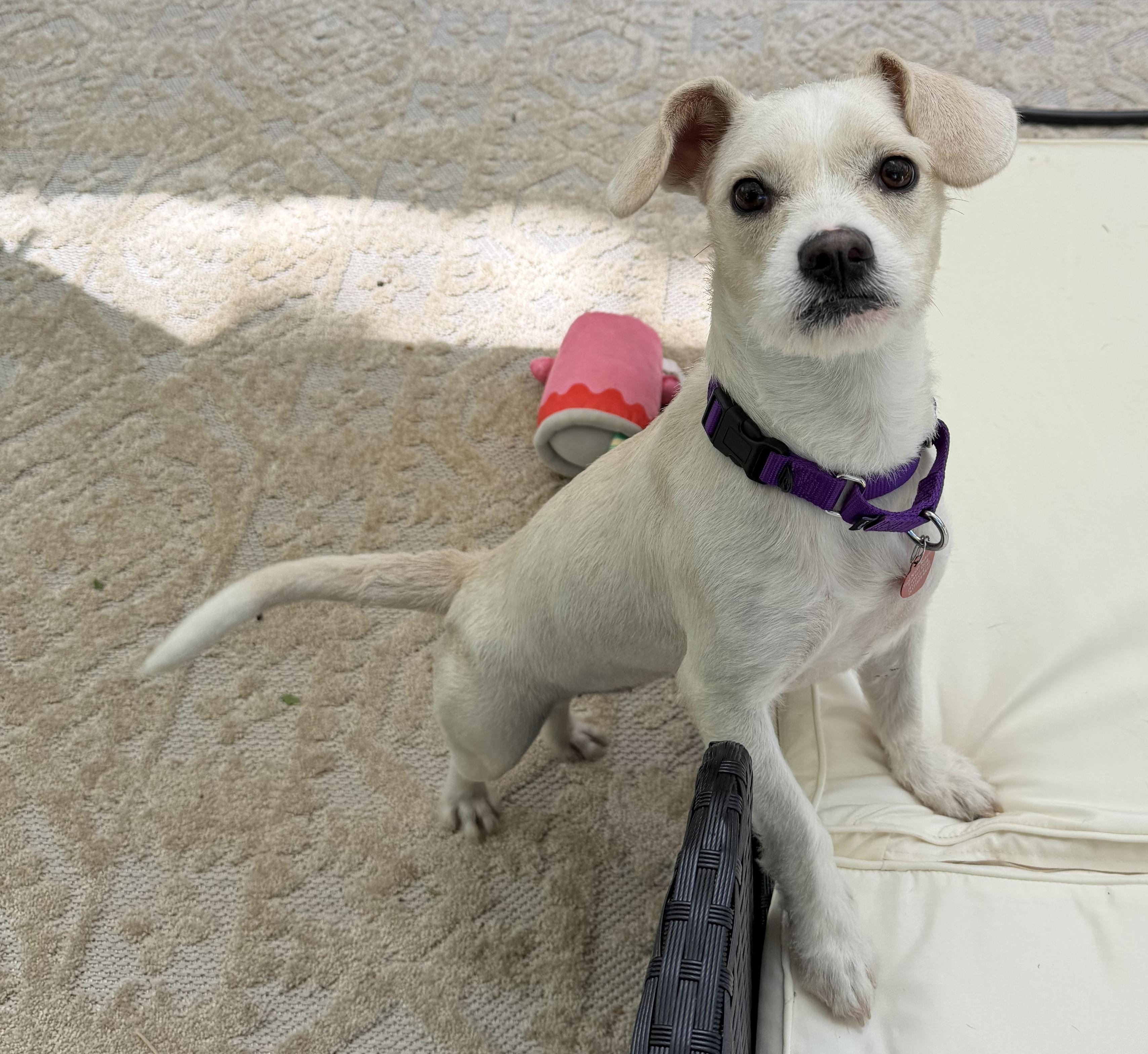 Honey, a ADOPTABLE mixed breed in Brooklyn, NY image 2/6