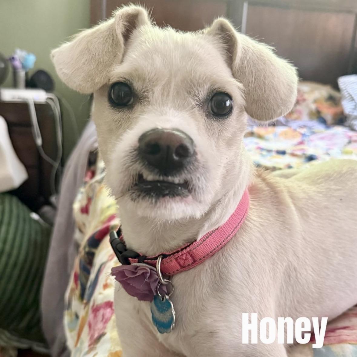 Honey, a ADOPTABLE mixed breed in Brooklyn, NY image 1/6