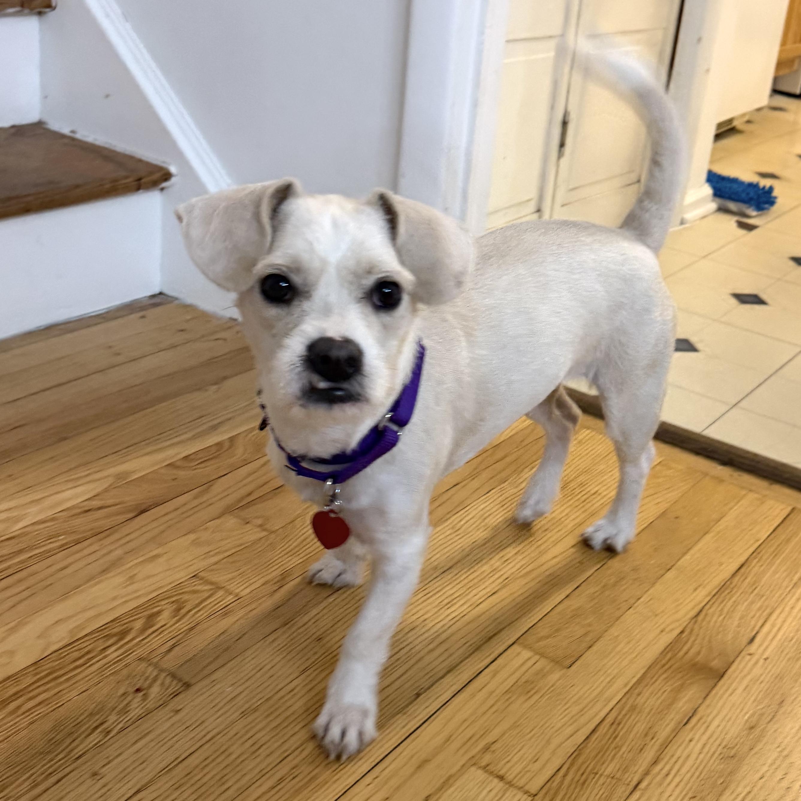 Honey, a ADOPTABLE mixed breed in Brooklyn, NY image 4/6