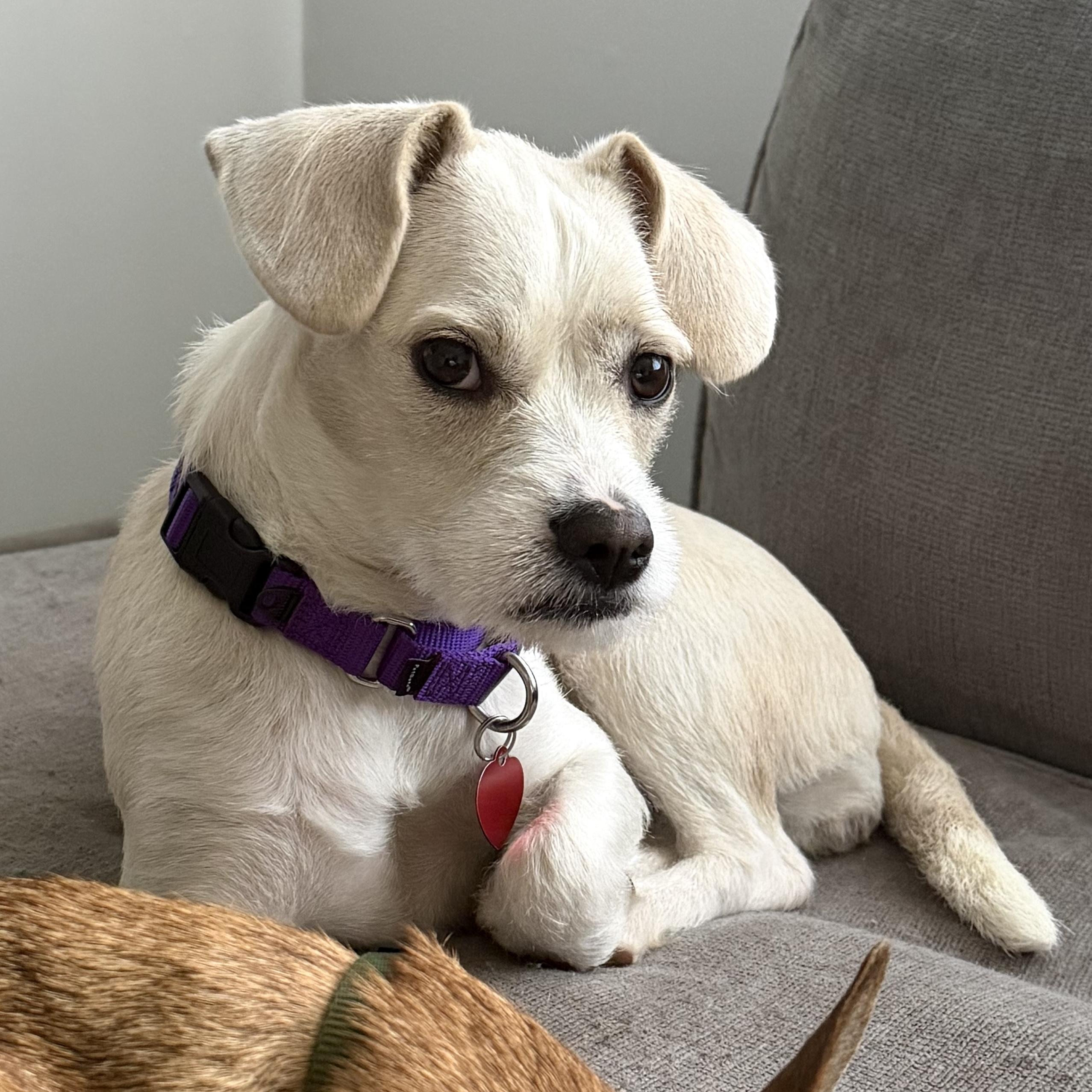 Honey, a ADOPTABLE mixed breed in Brooklyn, NY image 3/6