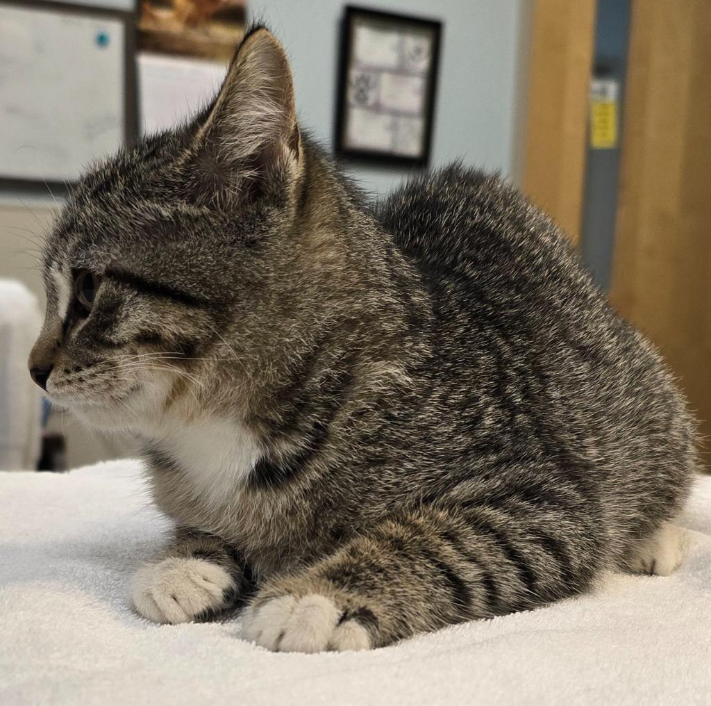 Enlarge Shaggy, a Adoptable mixed breed in Murphysboro, IL image 2/6