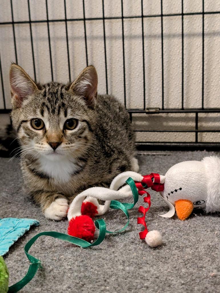 Enlarge Shaggy, a Adoptable mixed breed in Murphysboro, IL image 3/6