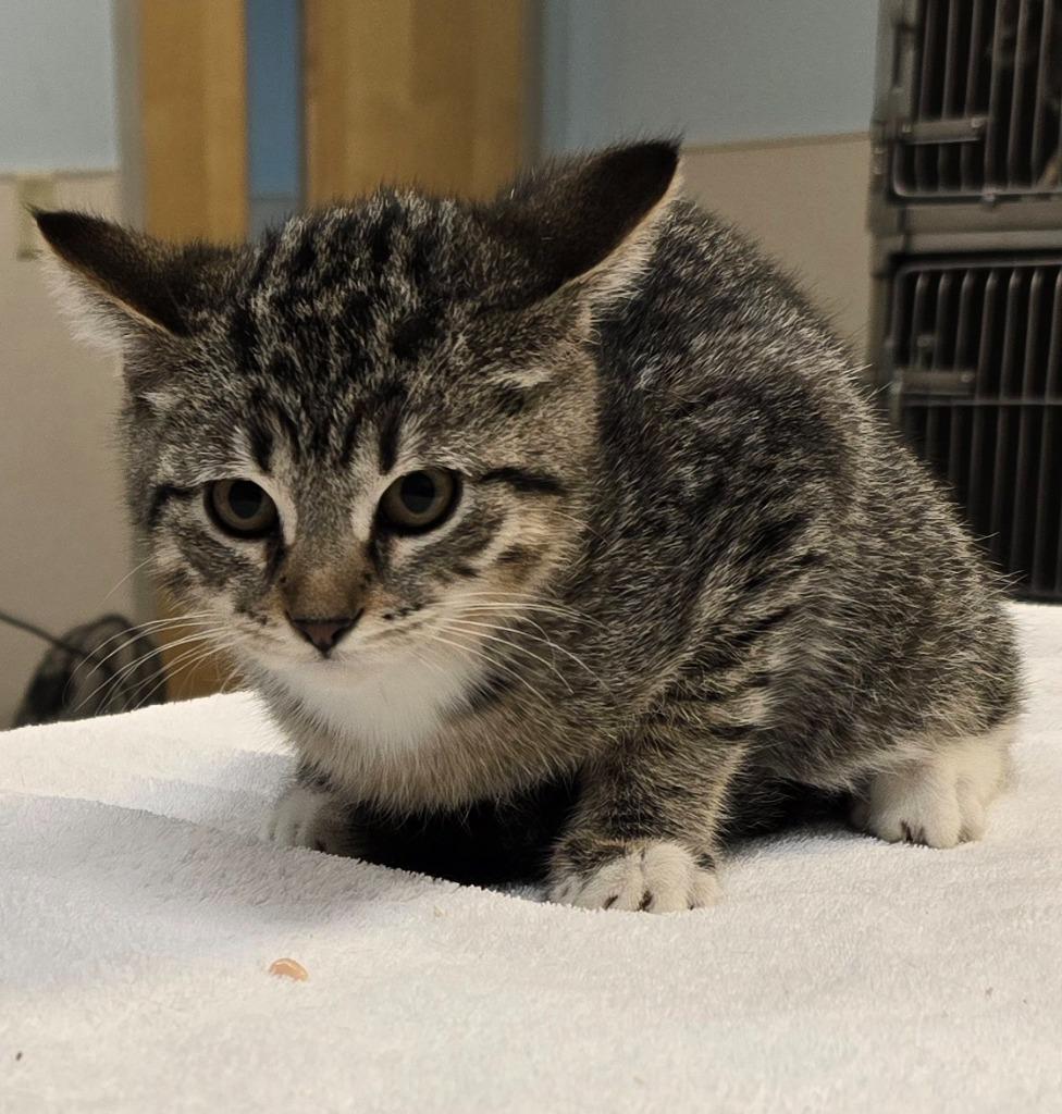 Enlarge Shaggy, a Adoptable mixed breed in Murphysboro, IL image 4/6