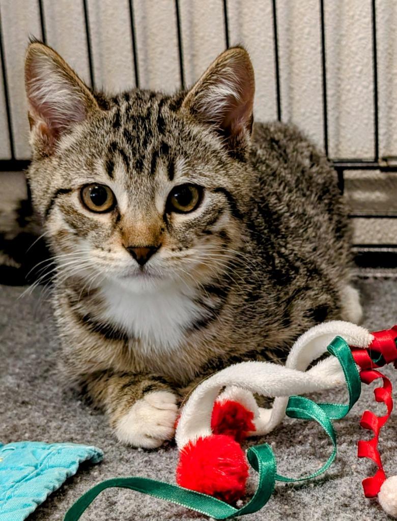Enlarge Shaggy, a Adoptable mixed breed in Murphysboro, IL image 5/6