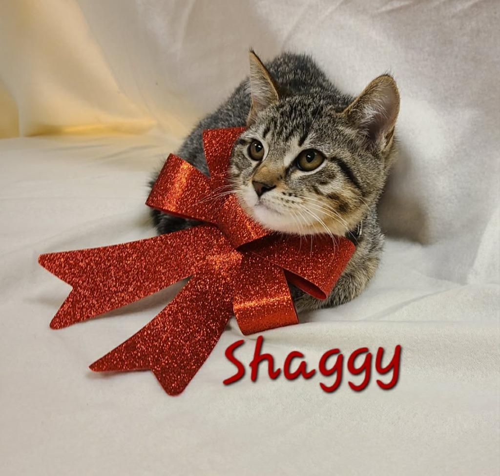 Enlarge Shaggy, a Adoptable mixed breed in Murphysboro, IL image 6/6