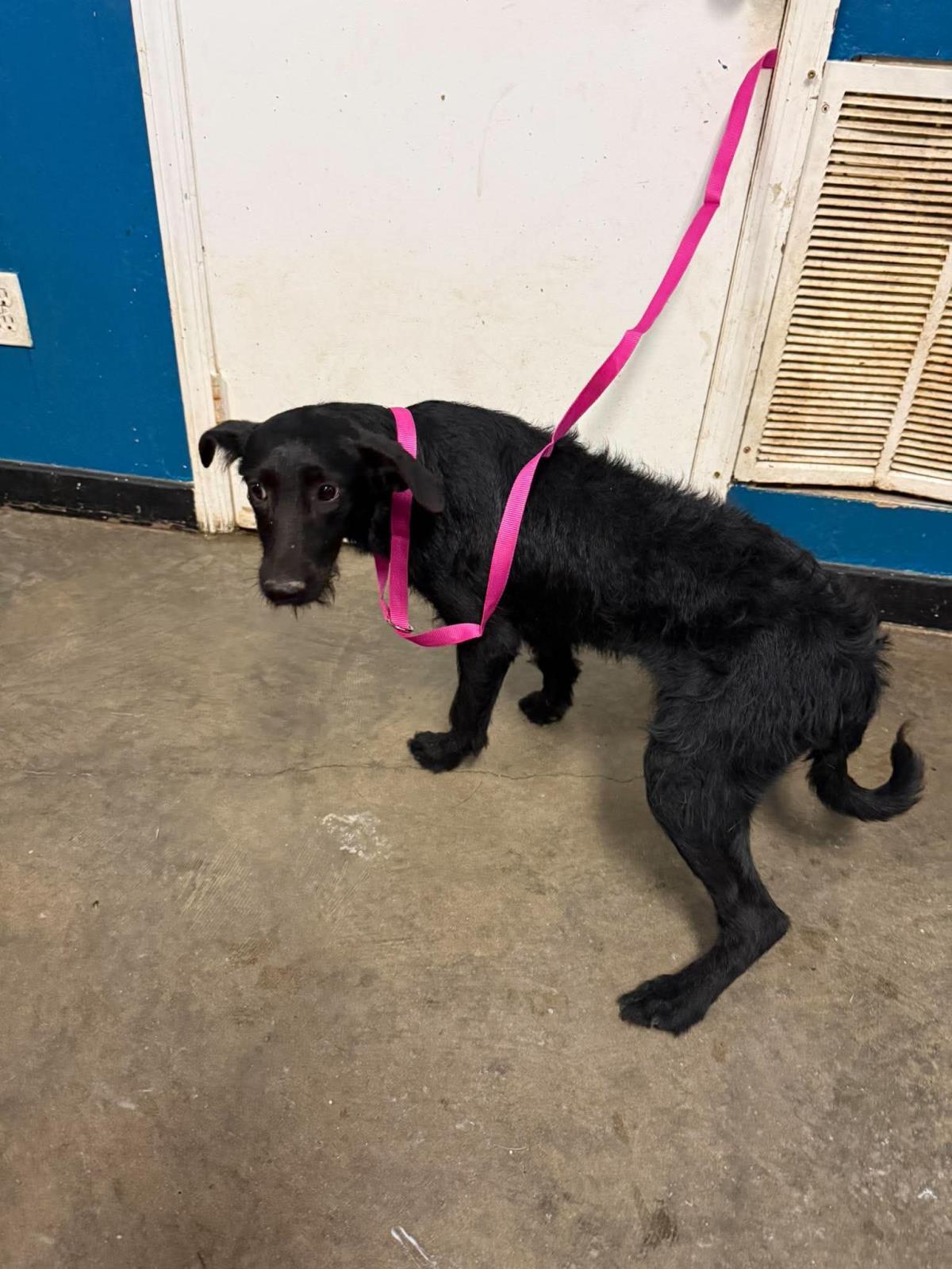 Bunny, Adoptable, Puppy Female Poodle.