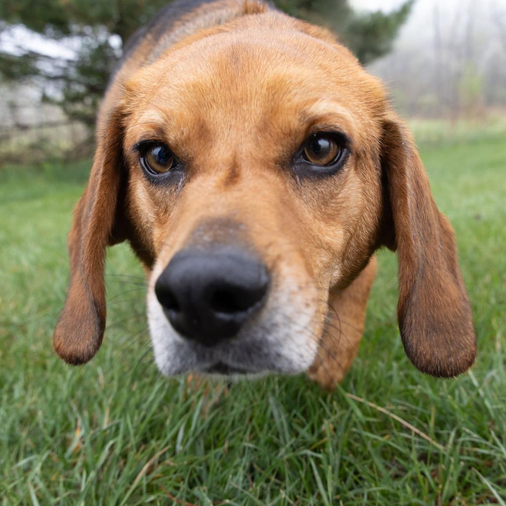 Junior, Adoptable, Adult Male Beagle & Mixed Breed.