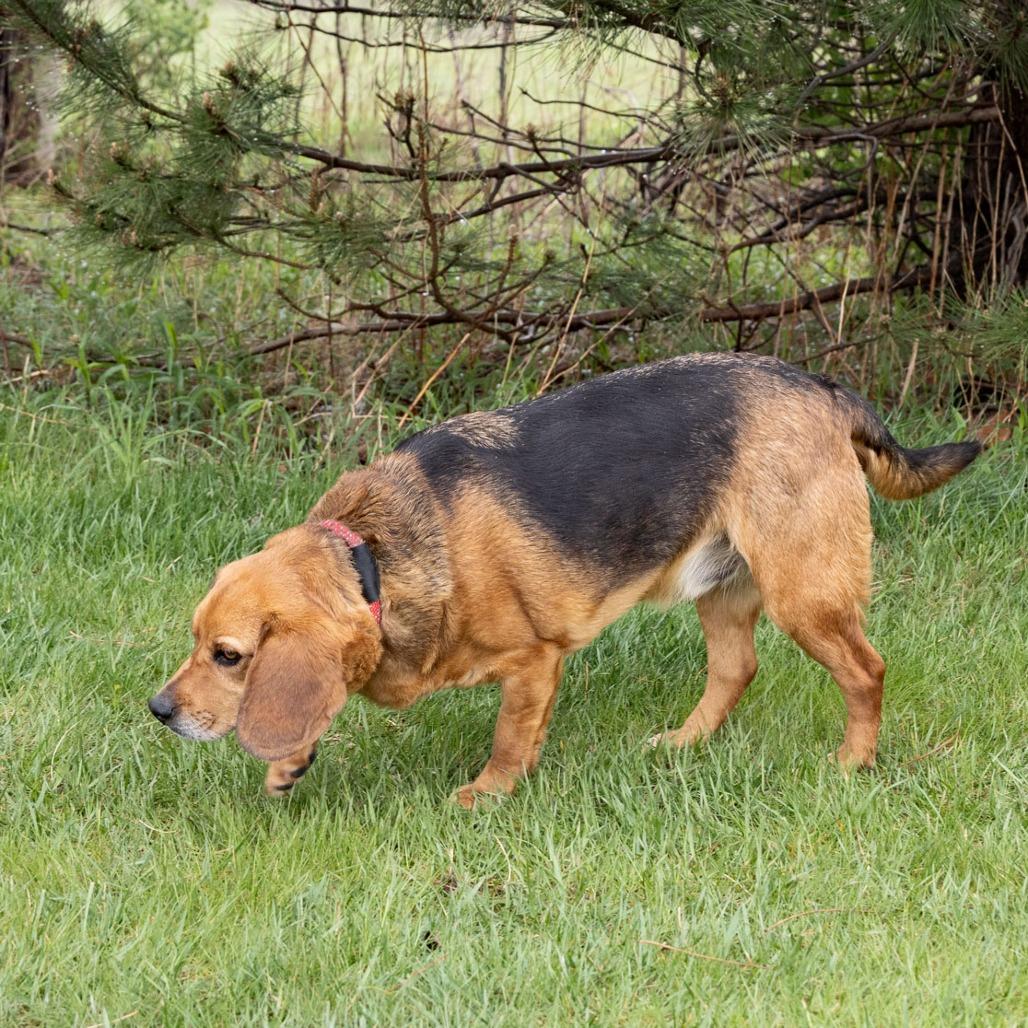 Junior, Adoptable, Adult Male Beagle.