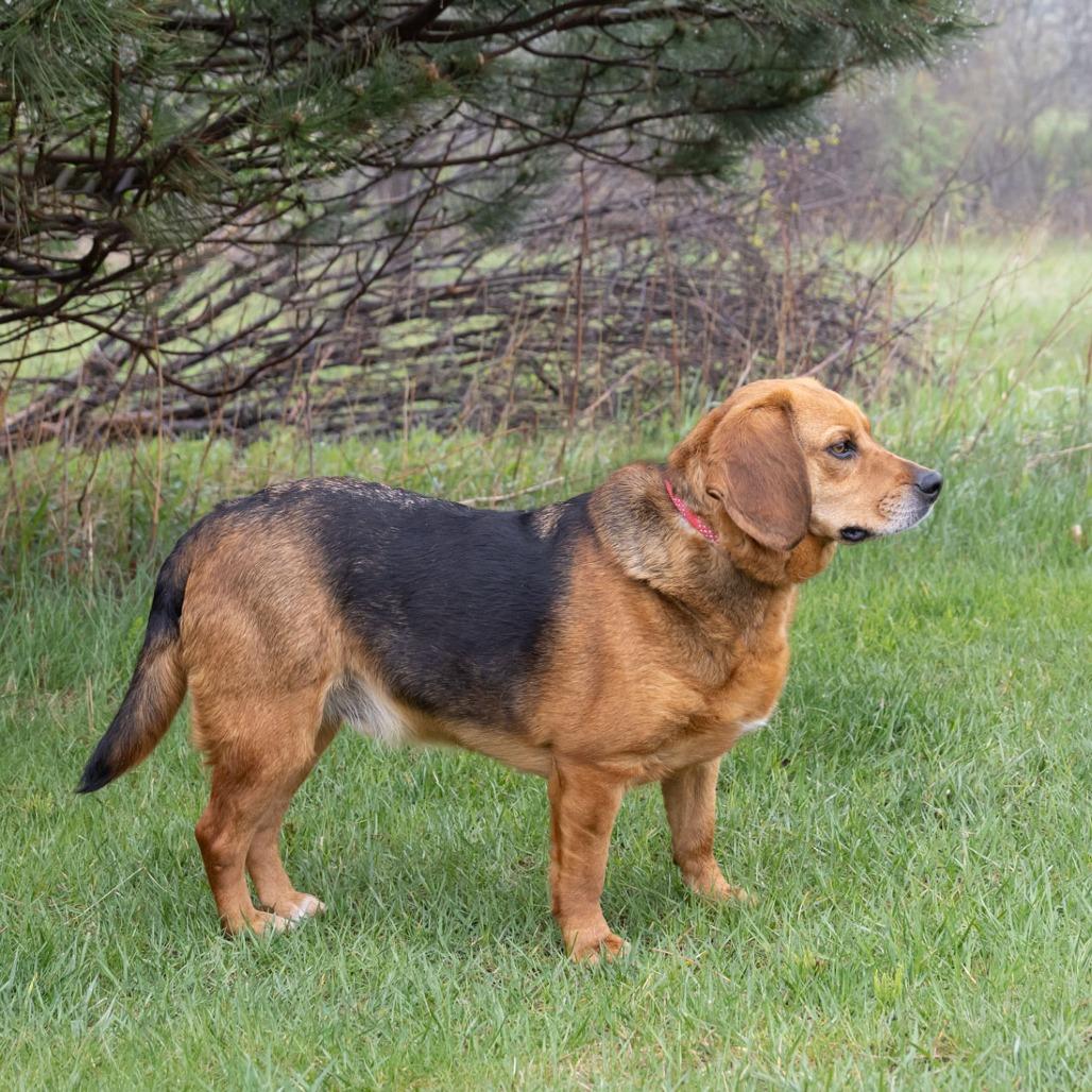 Enlarge Junior, a Adoptable mixed breed in Erie, PA image 2/6
