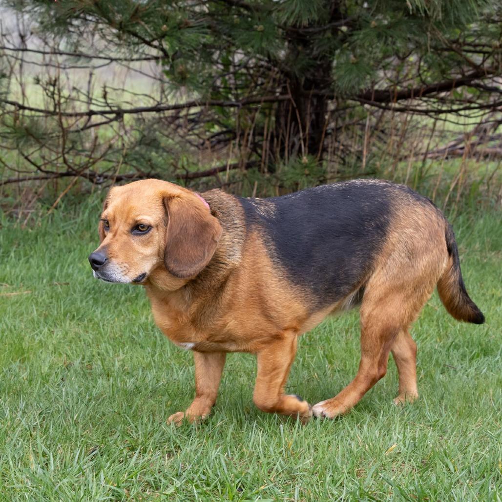 Enlarge Junior, a Adoptable mixed breed in Erie, PA image 3/6