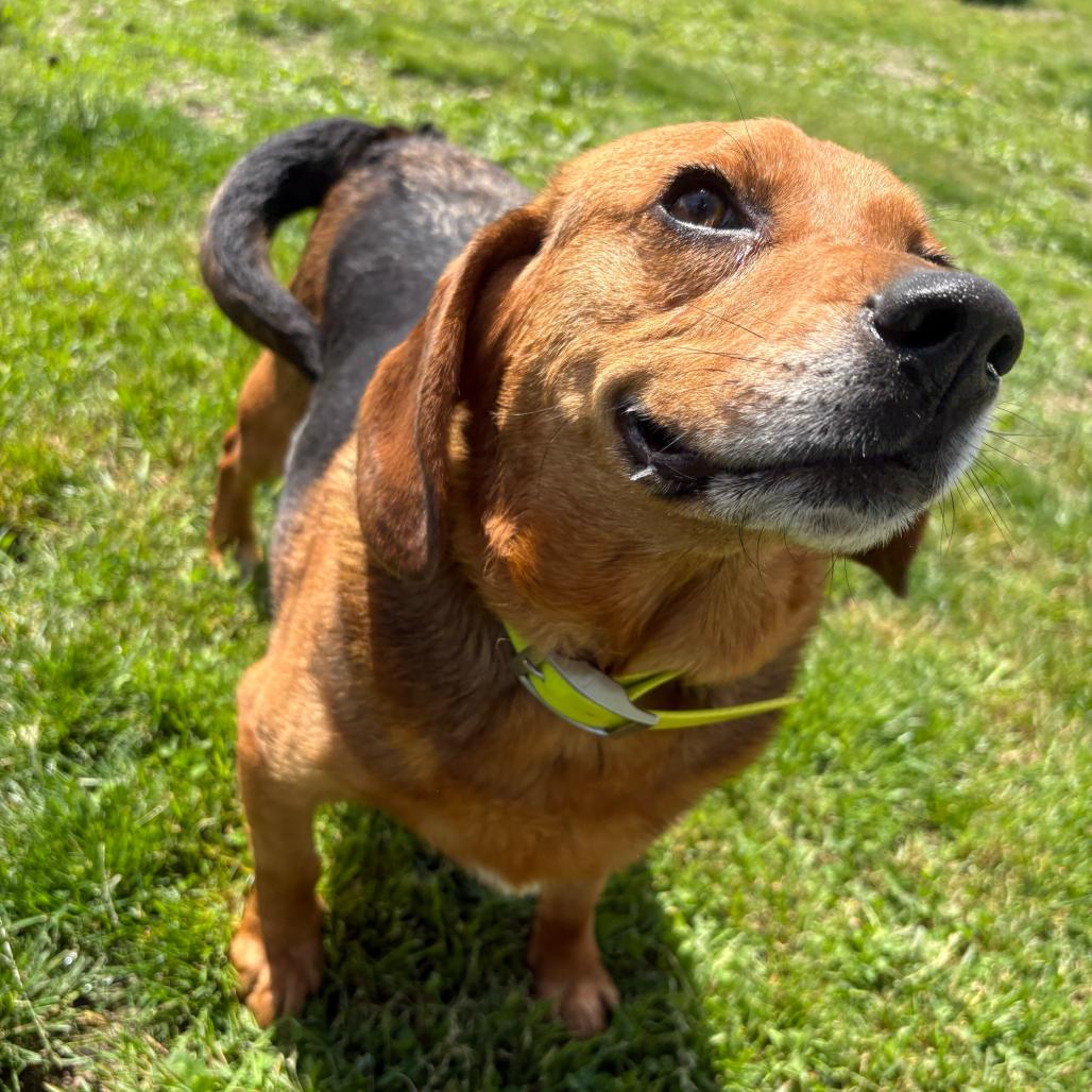 Junior, a Adoptable mixed breed in Erie, PA image 3/6