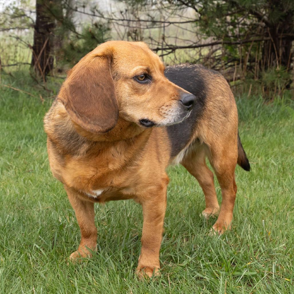 Junior, a Adoptable mixed breed in Erie, PA image 4/6