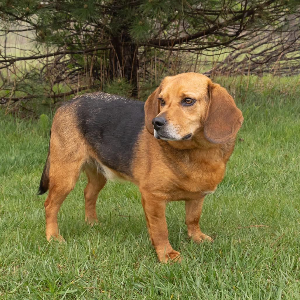 Enlarge Junior, a Adoptable mixed breed in Erie, PA image 4/6