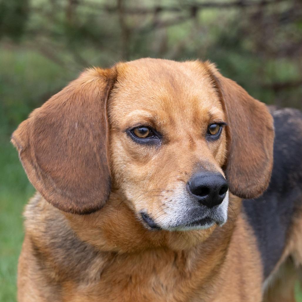 Enlarge Junior, a Adoptable mixed breed in Erie, PA image 5/6