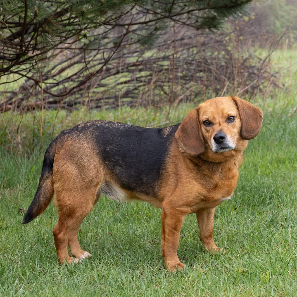 Enlarge Junior, a Adoptable mixed breed in Erie, PA image 6/6