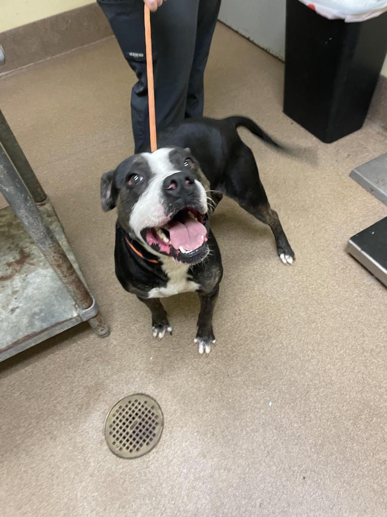 OUTLOOK, Adoptable, Adult Male Mixed Breed.