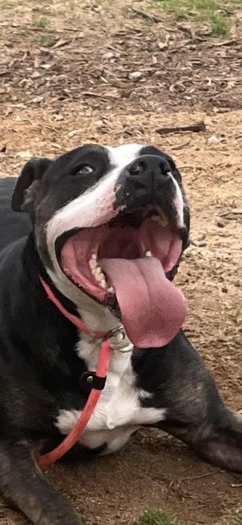 Enlarge OUTLOOK, a Adoptable mixed breed in Florence, SC image 2/6