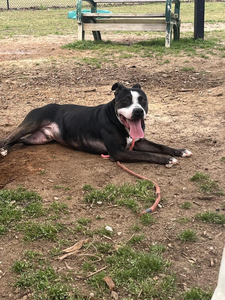 Enlarge OUTLOOK, a Adoptable mixed breed in Florence, SC image 3/6