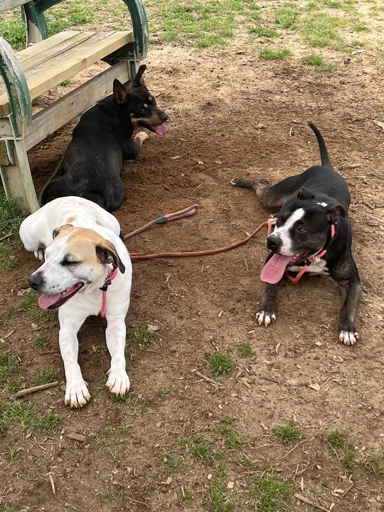 Enlarge OUTLOOK, a Adoptable mixed breed in Florence, SC image 5/6