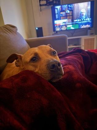 Chip, Adoptable, Adult Male Mixed Breed & Mixed Breed.