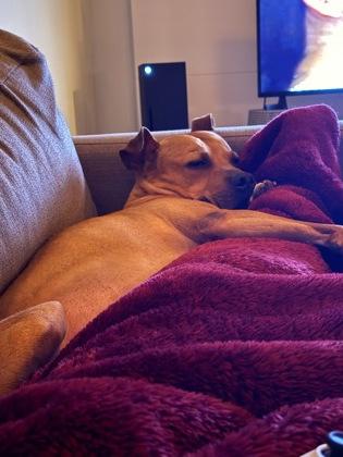 Chip, a Adoptable Mixed Breed in Cincinnati, OH image 2/3