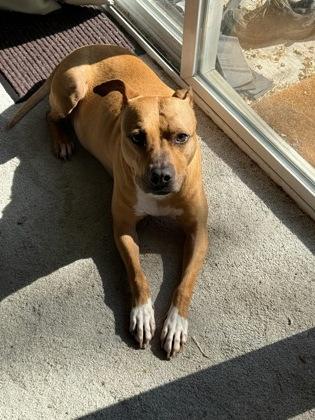 Chip, a Adoptable Mixed Breed in Cincinnati, OH image 3/3