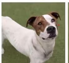 Margo (45 lbs), a ADOPTABLE mixed breed in Mississauga, ON image 6/6