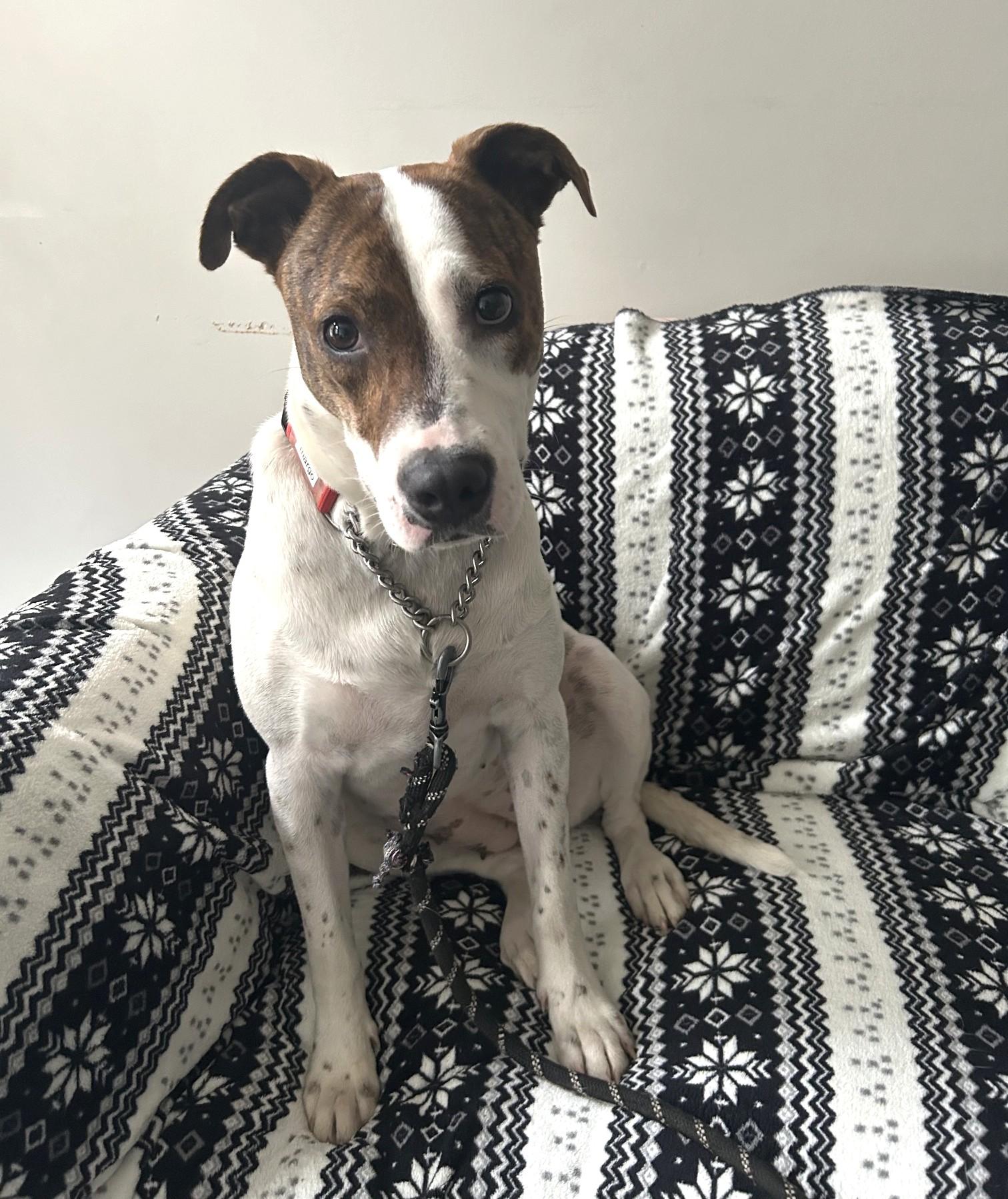 Margo (45 lbs), a ADOPTABLE mixed breed in Mississauga, ON image 2/6