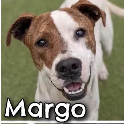 Margo (45 lbs), a ADOPTABLE mixed breed in Mississauga, ON image 3/6