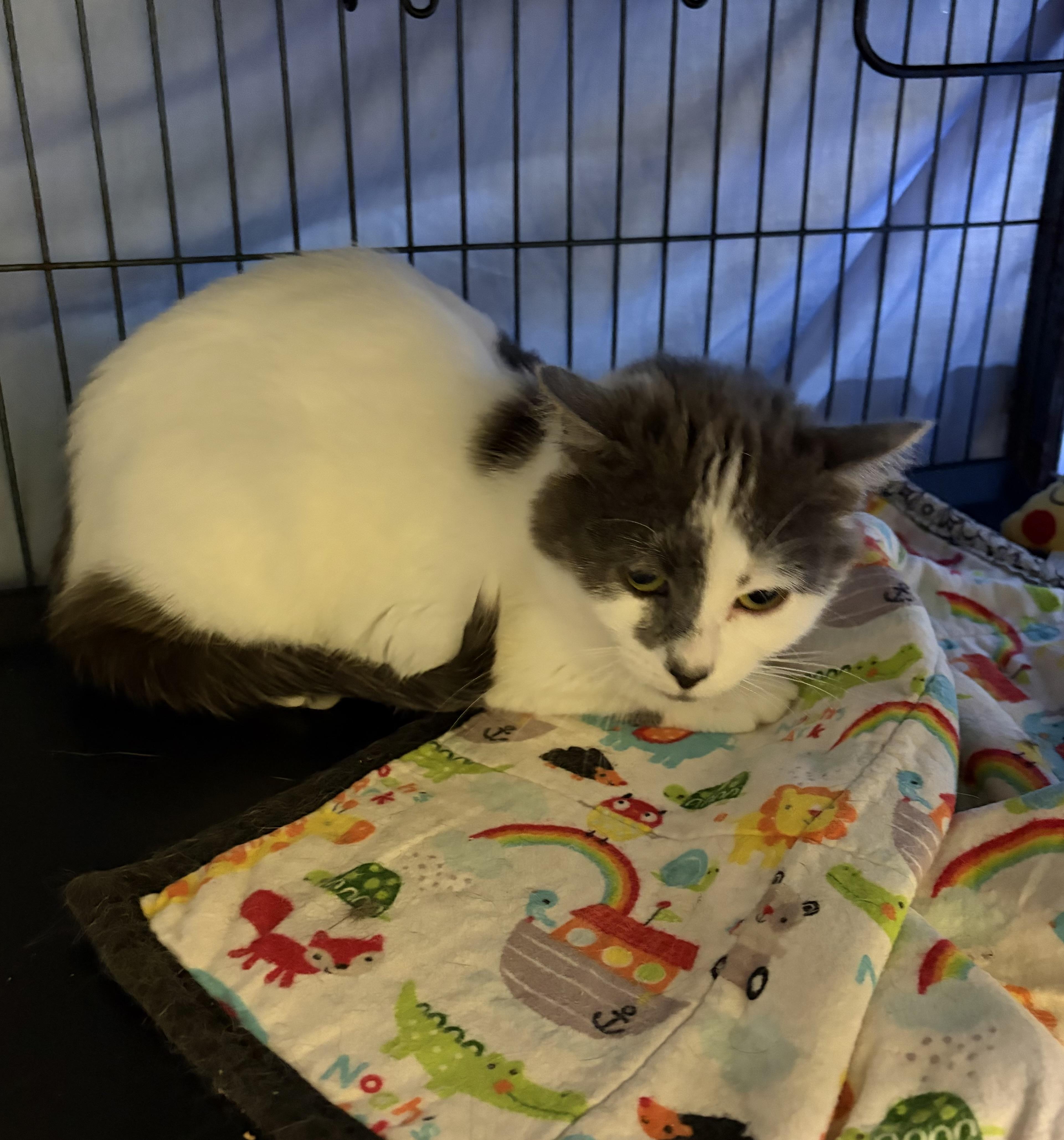 Azalea, an adopted Domestic Medium Hair in Cortland, NY image 3/4