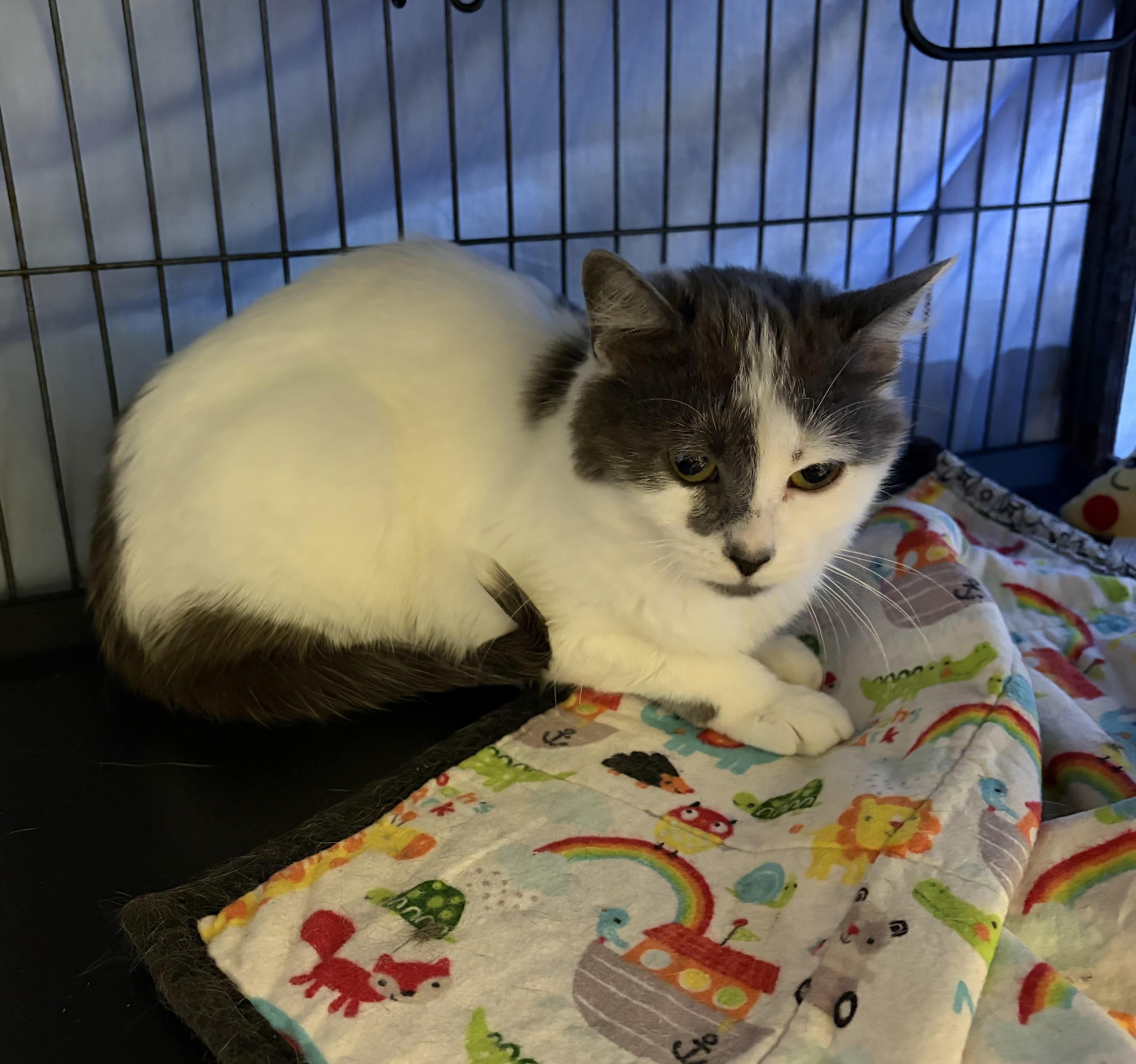 Azalea, an adopted Domestic Medium Hair in Cortland, NY image 2/4