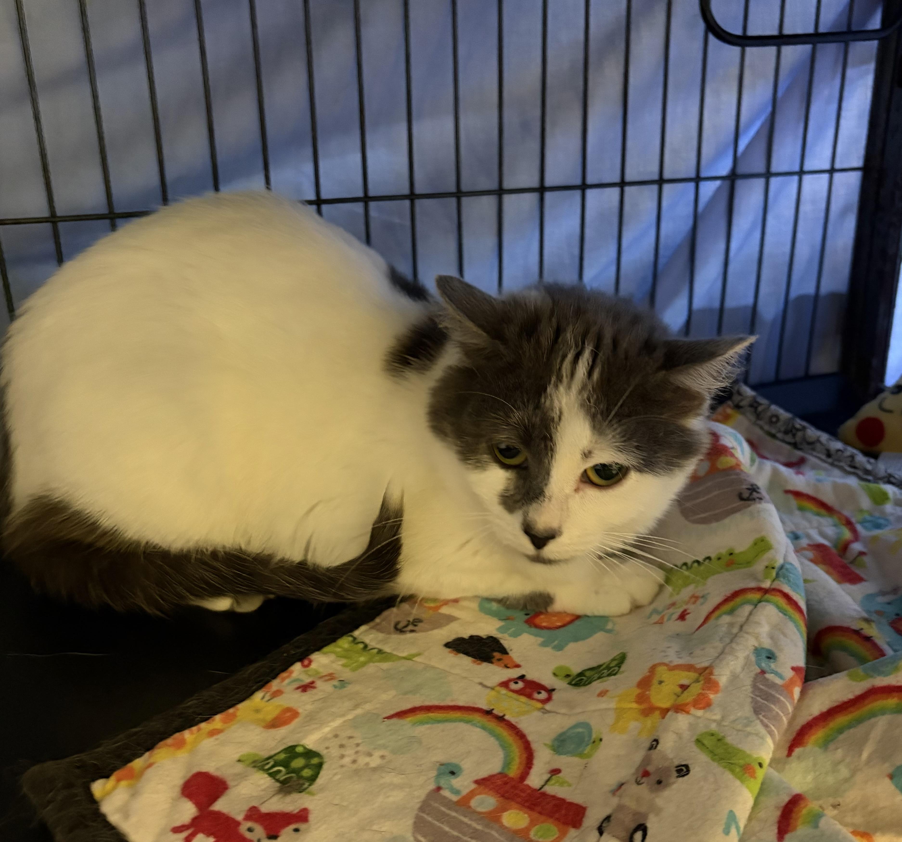 Azalea, an adopted Domestic Medium Hair in Cortland, NY image 4/4