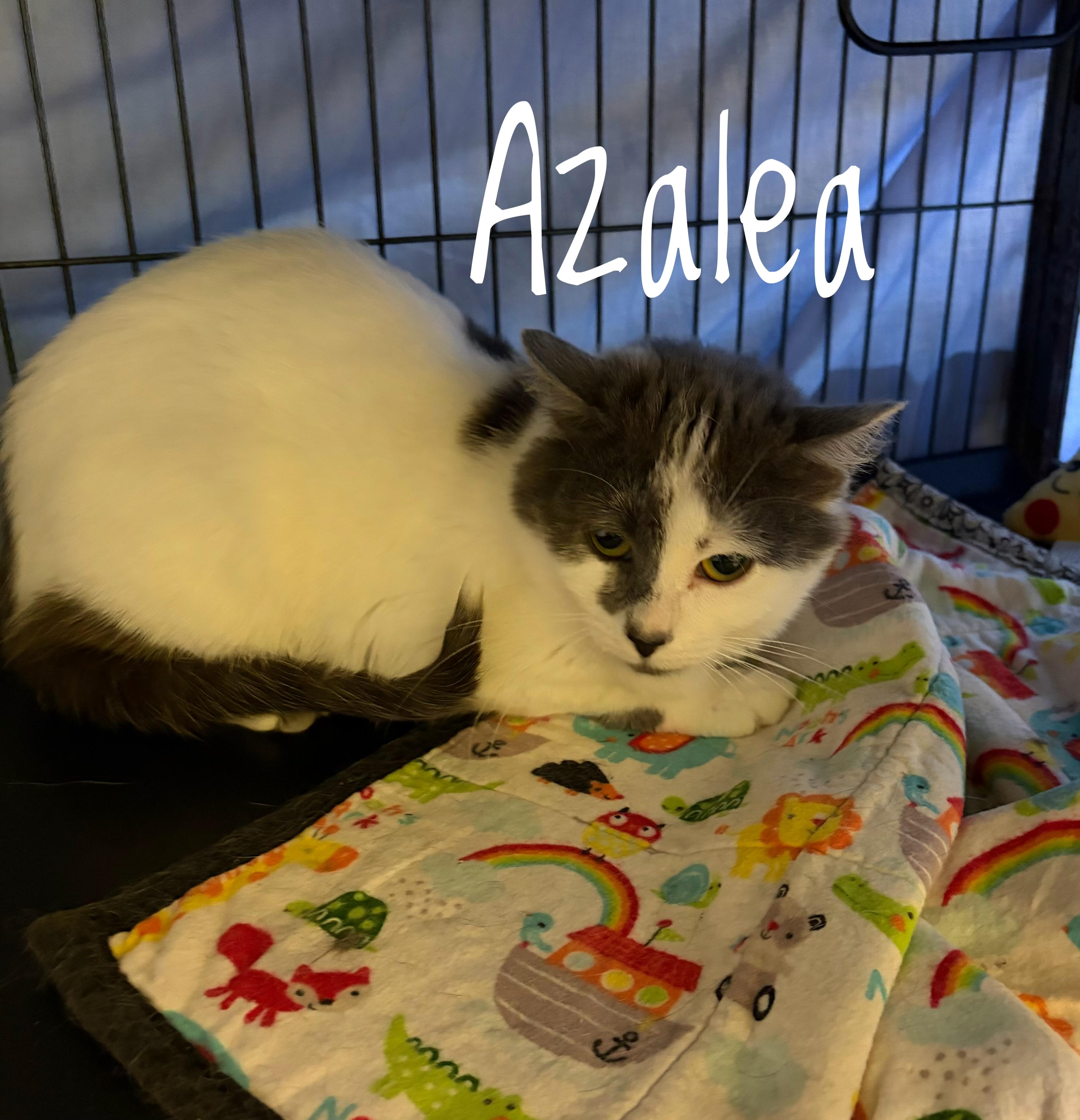Azalea, adopted, Young Female Domestic Medium Hair.
