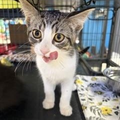 Peppermint Patti, a ADOPTABLE Tabby in Midland, MI image 2/5