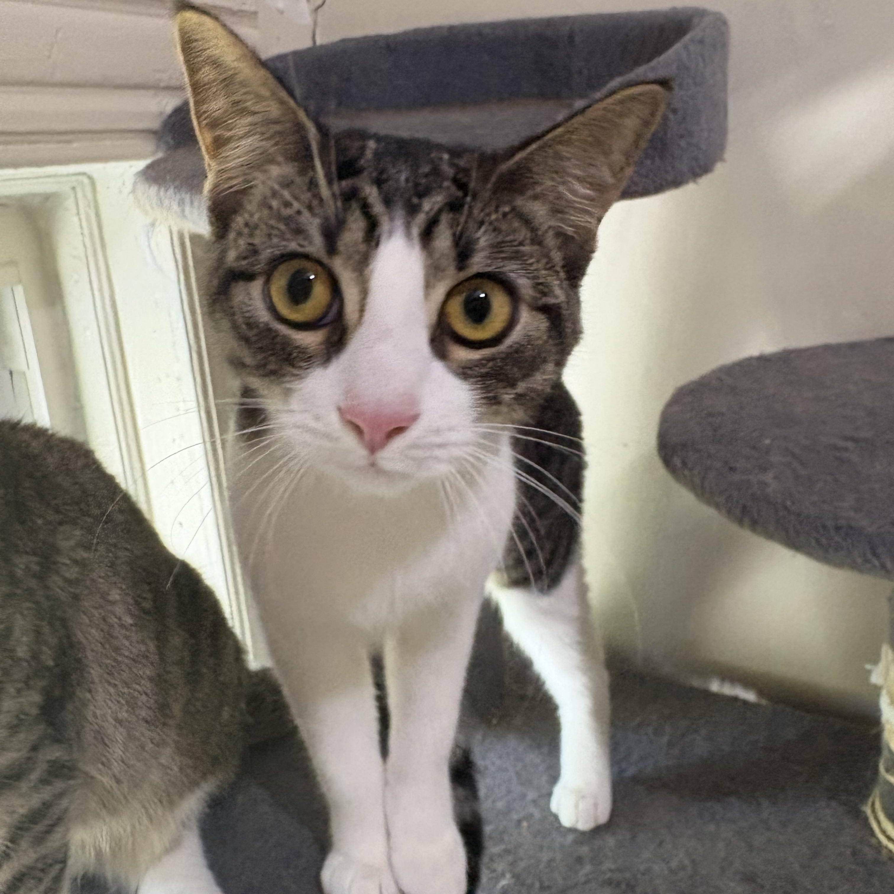 Enlarge Peppermint Patti, a Adoptable Tabby in Midland, MI image 1/5