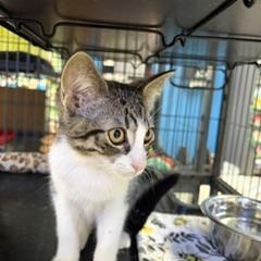 Peppermint Patti, a ADOPTABLE Tabby in Midland, MI image 3/5