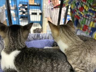 Peppermint Patti, a ADOPTABLE Tabby in Midland, MI image 5/5
