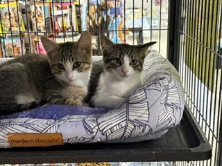 Peppermint Patti, a ADOPTABLE Tabby in Midland, MI image 4/5