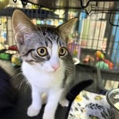Peppermint Patti, ADOPTABLE, Kitten Female Tabby.