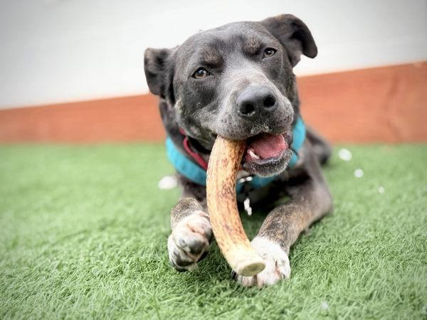 Lenny, Adoptable, Young Male Border Collie & Labrador Retriever.