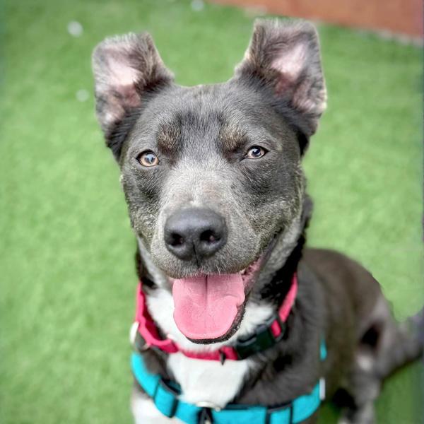 Enlarge Lenny, a Adoptable mixed breed in Vallejo, CA image 1/6