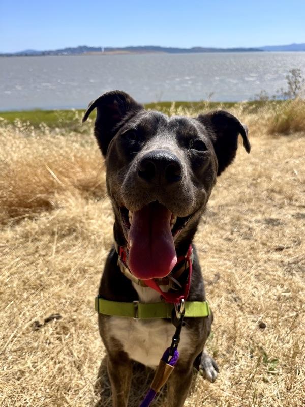 Enlarge Lenny, a Adoptable mixed breed in Vallejo, CA image 3/6