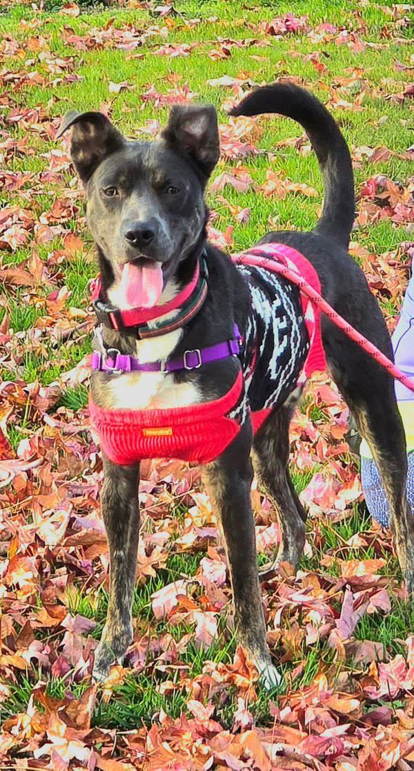 Enlarge Lenny, a Adoptable mixed breed in Vallejo, CA image 4/6