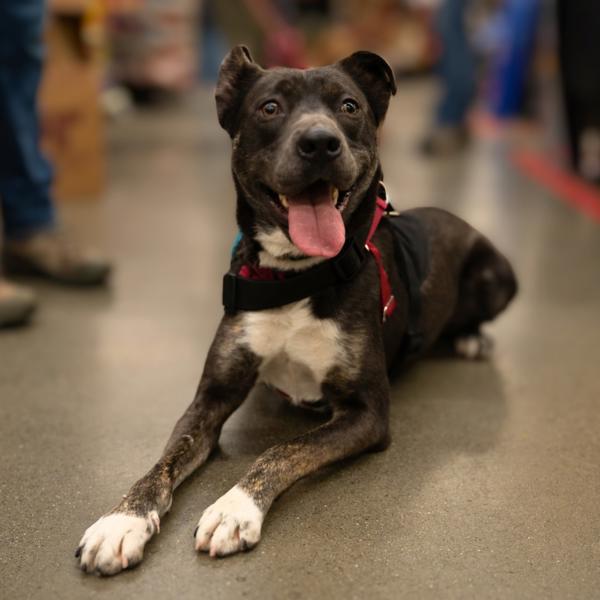 Enlarge Lenny, a Adoptable mixed breed in Vallejo, CA image 5/6
