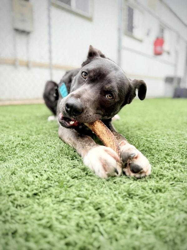 Enlarge Lenny, a Adoptable mixed breed in Vallejo, CA image 6/6