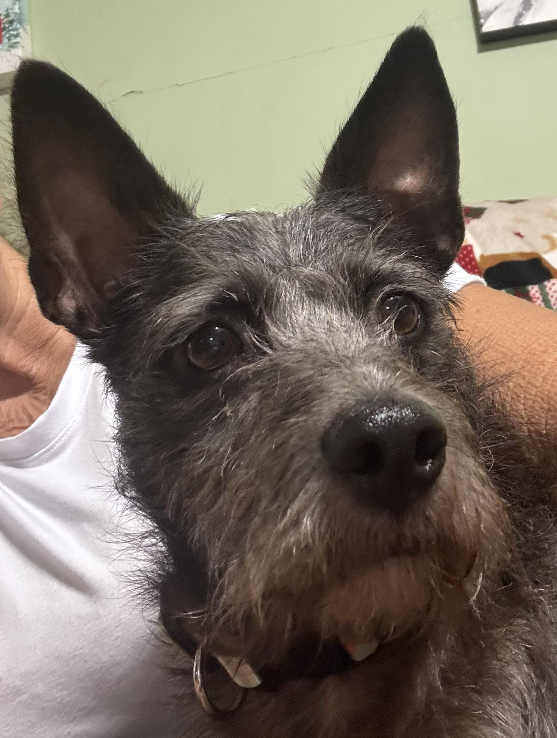 Enlarge Oliver, a ADOPTABLE mixed breed in Media, PA image 3/3