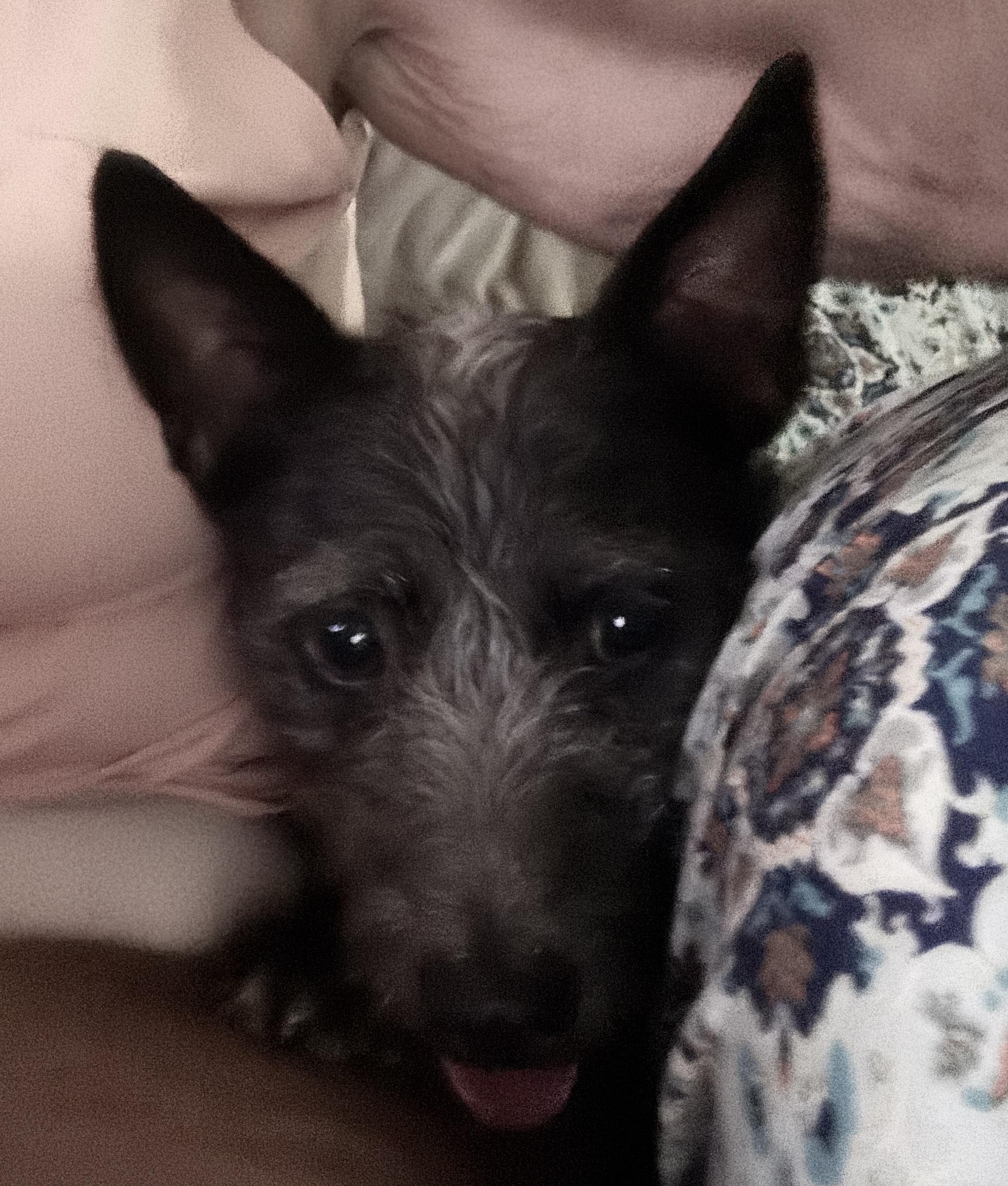 Enlarge Oliver, a ADOPTABLE mixed breed in Media, PA image 1/3