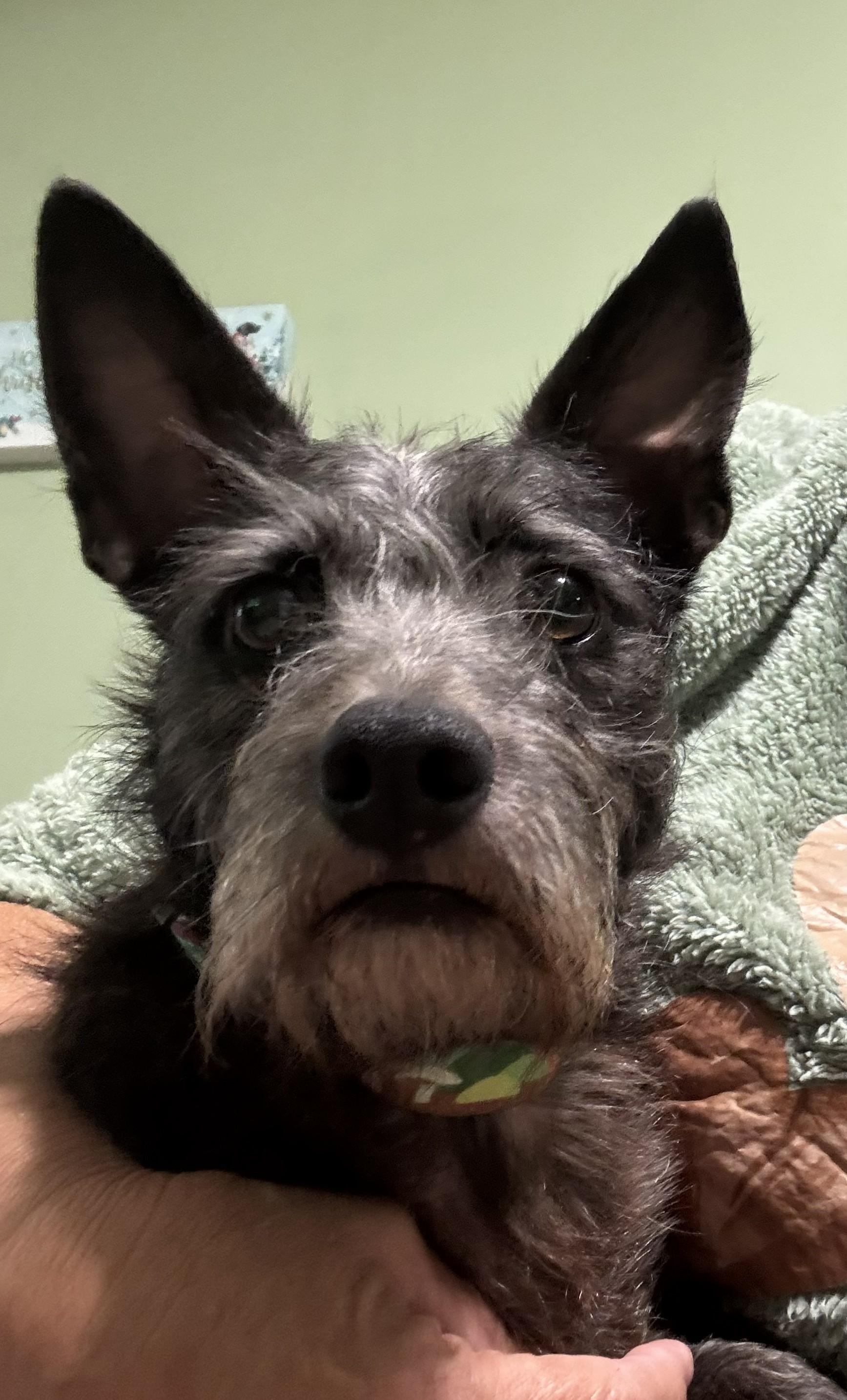 Enlarge Oliver, a ADOPTABLE mixed breed in Media, PA image 2/3