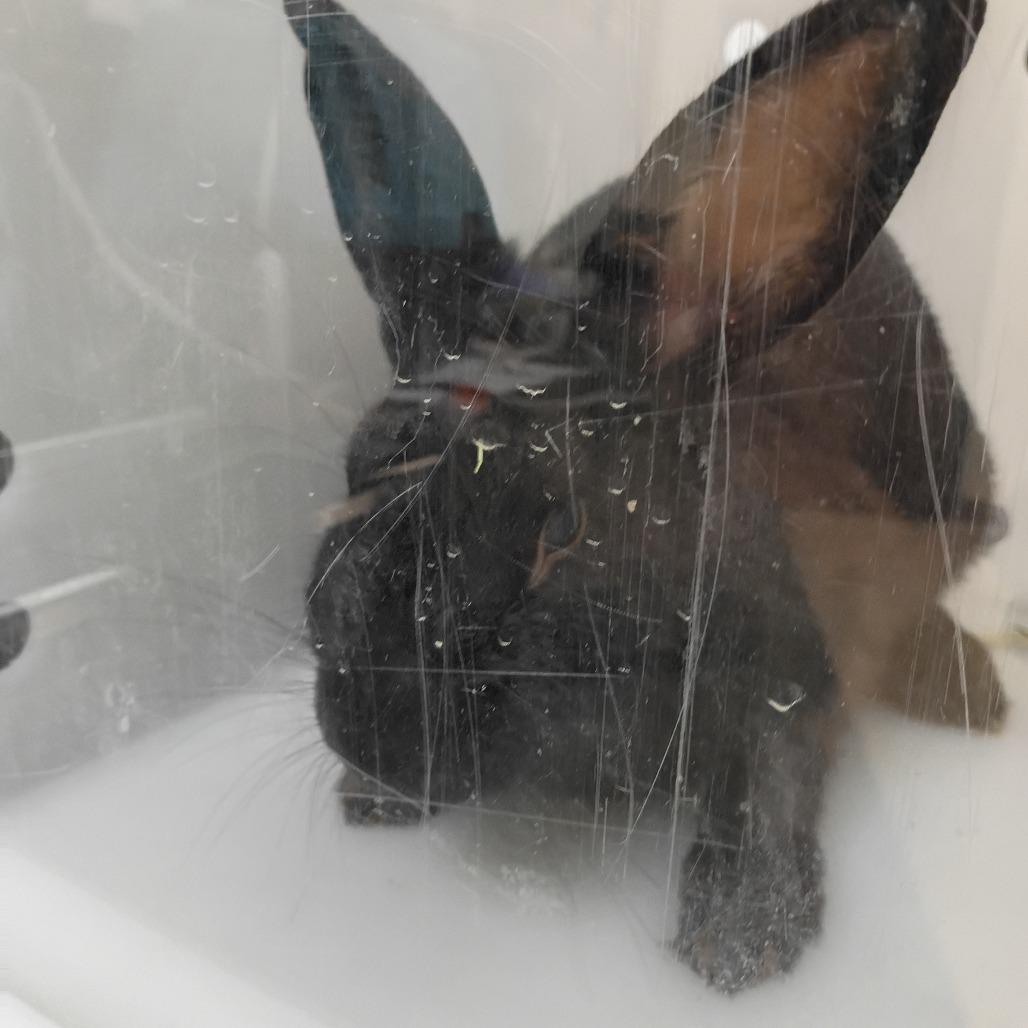 Morgana, Adoptable, Adult Female Havana.