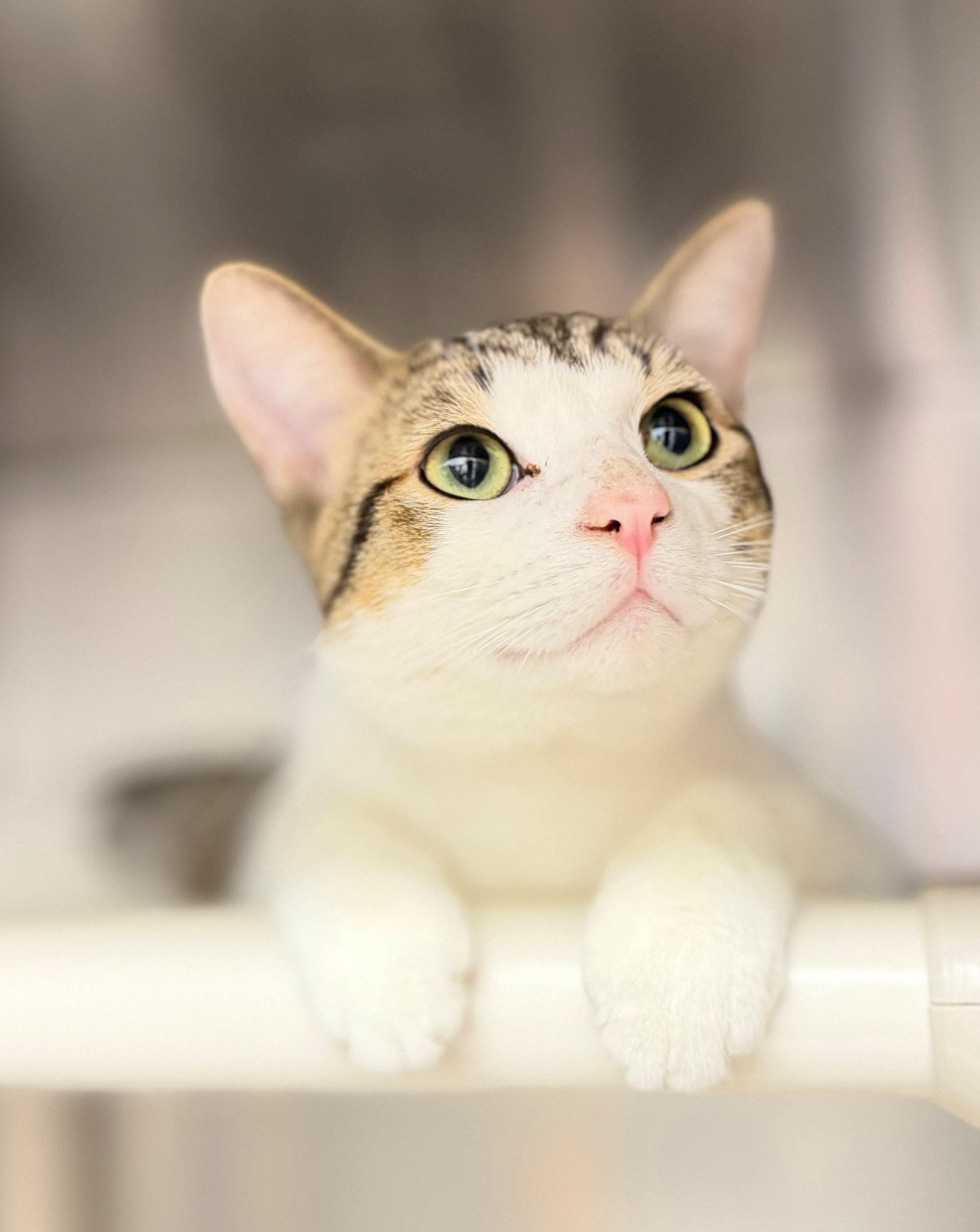 Cyle Larin, adoptable, Adult Male Domestic Short Hair.
